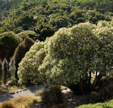 Hakeke, one of the special trees of Oceania