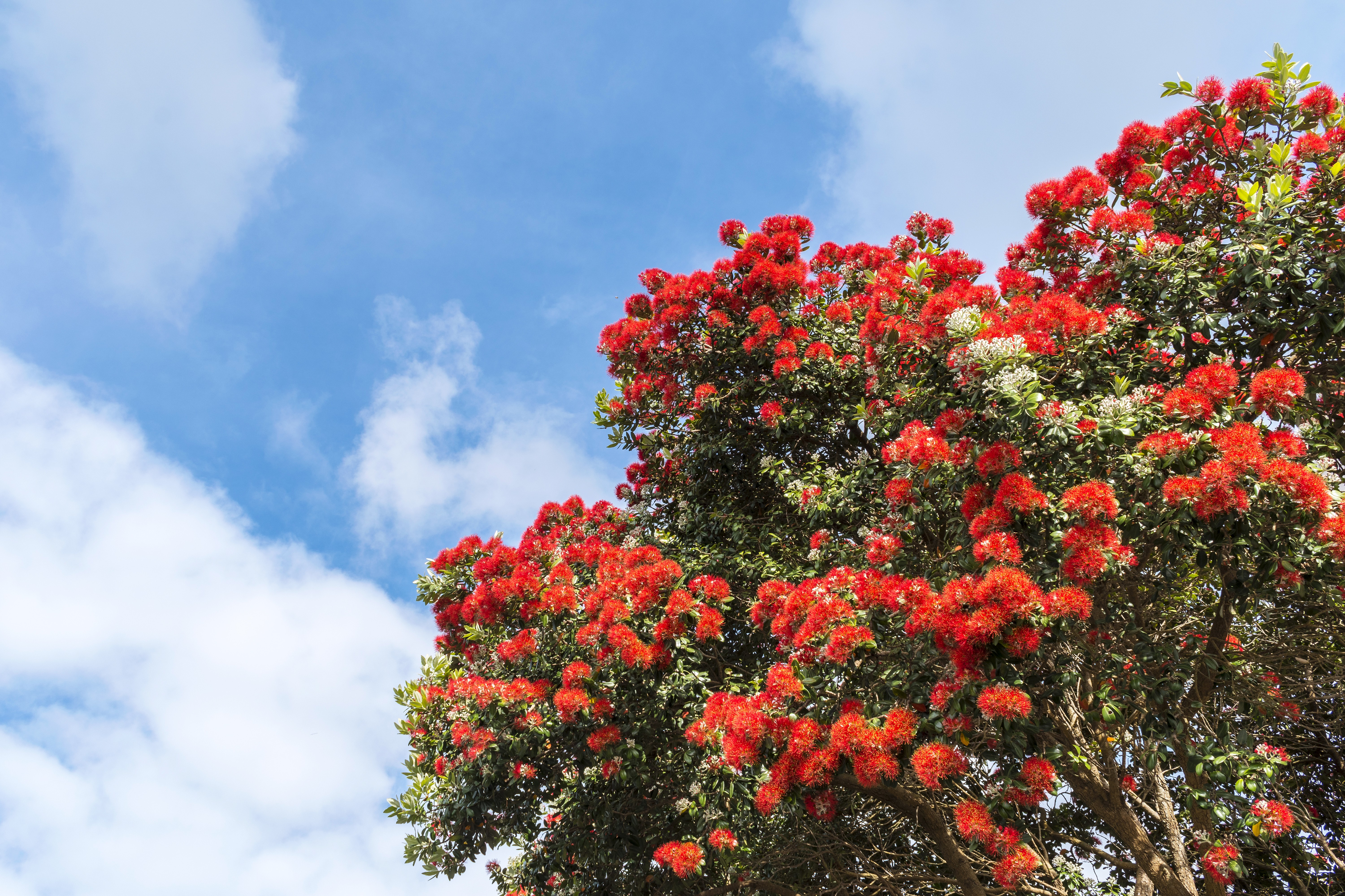 eşsiz kırmızı çiçekleri ile southern rata ağacı