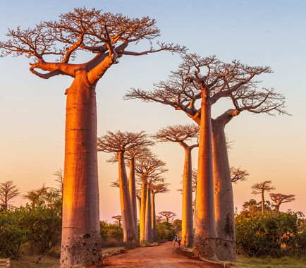 afrika ağaçları