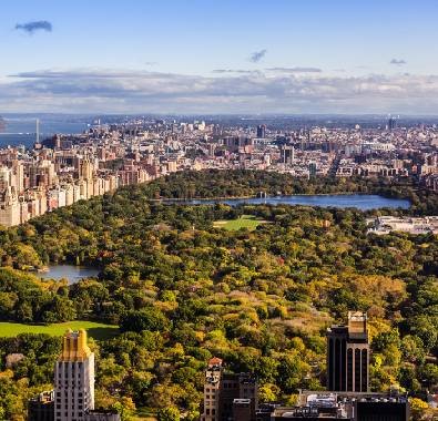 in the footsteps of trees and nature: central park