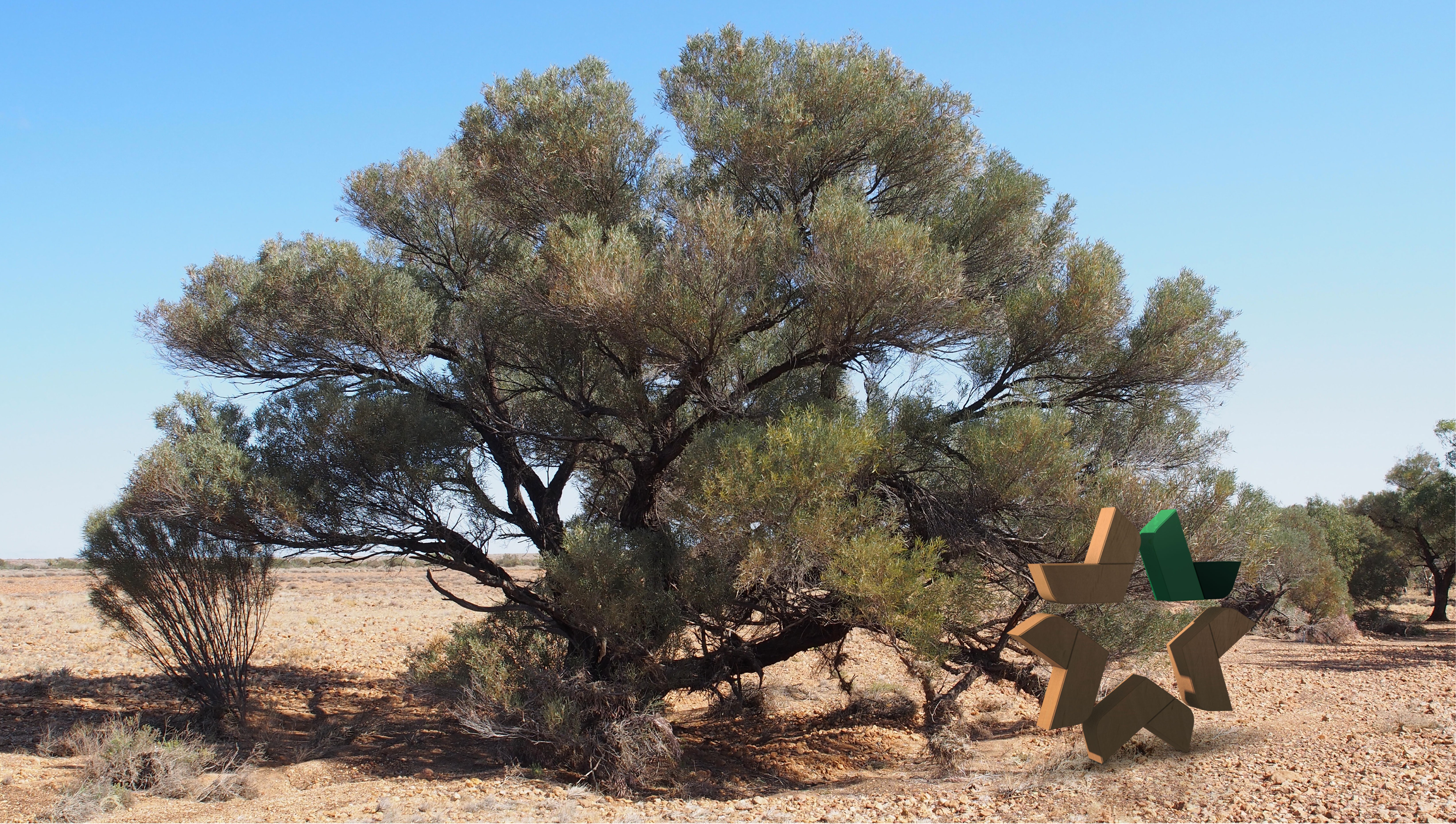 darul terenurilor aride: arbori australieni